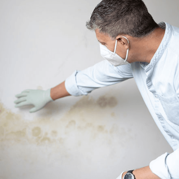 Close up of a man in a white shirt, face mask and white glove. White glove touching wall of mould
